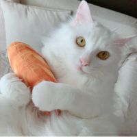 まるちゃちゃ 会員画像