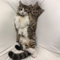 にくきゅ 会員画像