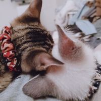 ねこのおかあ 会員画像