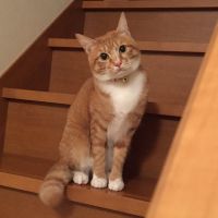 藤本菜那 会員画像