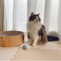 京香さん