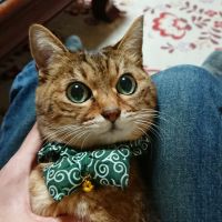 ねこ好き。 会員画像