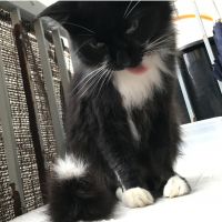 ままねことみ 会員画像