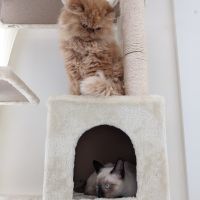 さんころもち 会員画像