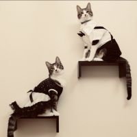 ぐりぐらみゃお 会員画像