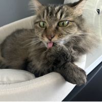 びゃー 会員画像