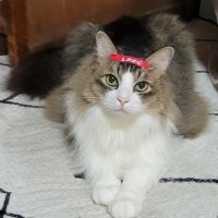 とわっち 会員画像