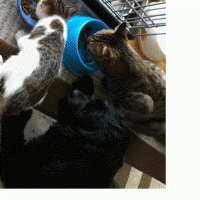 はじゅはじゅ 会員画像