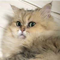 ひまちら 会員画像