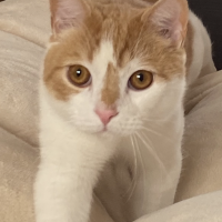 ikura_syake 会員画像