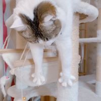 しるびあたん 会員画像