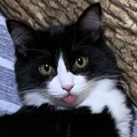 はちこにゃーにゃ 会員画像