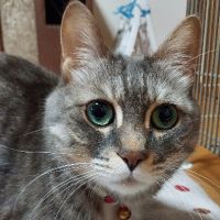 ヒロのねこさん