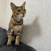 えなねこさん
