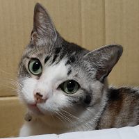 こくまろんさん
