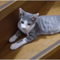 nyancさん