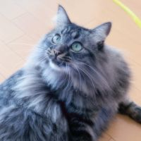 ちゅーころさん