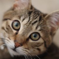 トラ12さん
