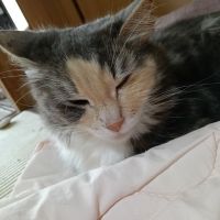 猫の羽さん