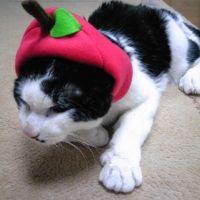 ききたみ 会員画像