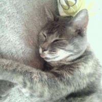 みほねこ 会員画像