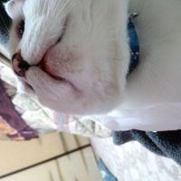 しい (๑˙╰╯˙๑) たん 会員画像
