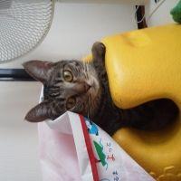 モンちゃん 会員画像