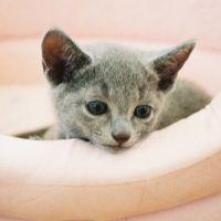bluestar 会員画像