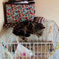 にゃロメ 会員画像