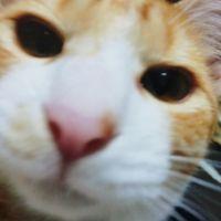 朱色のくろねこ 会員画像