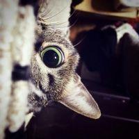 くりさん。さん