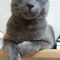 ハルサチ