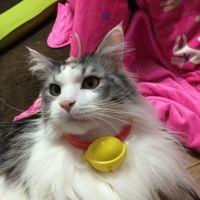 かむたん 会員画像