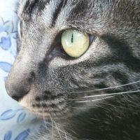 猫髭男爵 会員画像