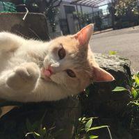クリームくん 会員画像