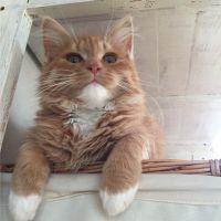 田辺ねここ 会員画像