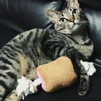 猫丸です。 会員画像