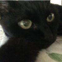 黒猫ワイン 会員画像