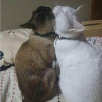 猫のママだよ 会員画像