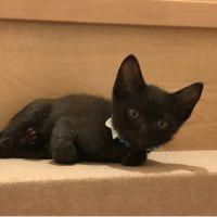 あとねこ 会員画像