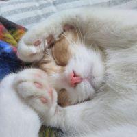 キムニコ 会員画像