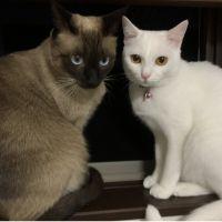 まろちろ 会員画像