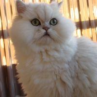 yuki.3biki 会員画像