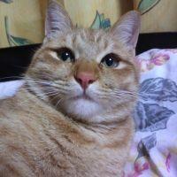 あねご♪ 会員画像