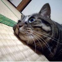 るっころばし 会員画像