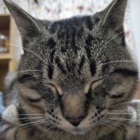 りむてんさん