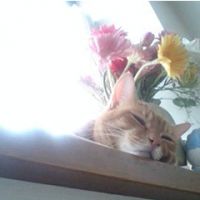 ちぇり* 会員画像