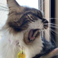 こたつねこ2 会員画像