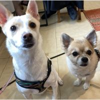 スィちゃん 会員画像