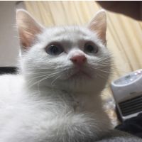 プルこばん 会員画像